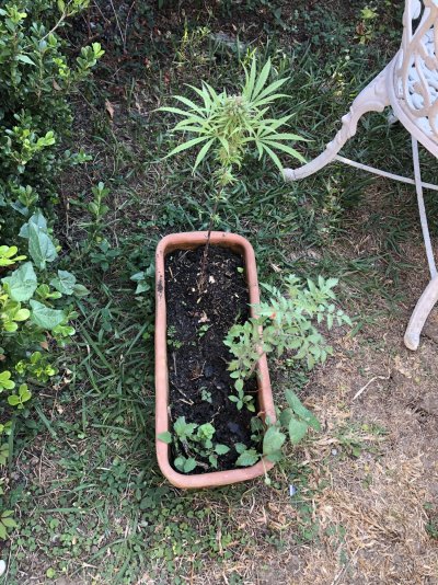 help-advice-noob-growing-plant-next-steps.jpg