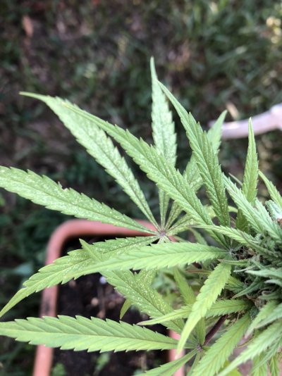 help-advice-noob-growing-plant-next-steps-5.jpg