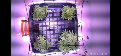 posting-up-my-current-grow-7.png