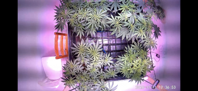 posting-up-my-current-grow-12.png