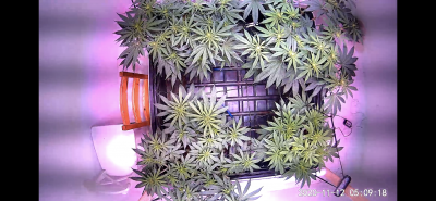 posting-up-my-current-grow-13.png