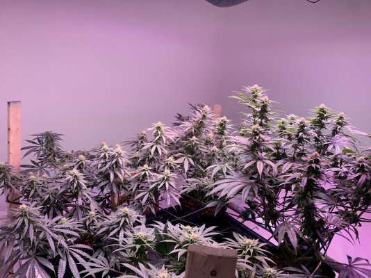 posting-up-my-current-grow-20.jpeg