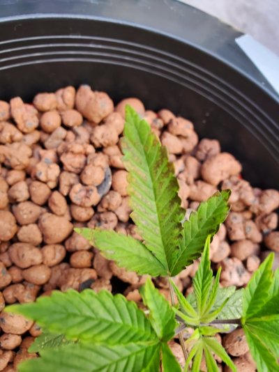 S.O.S what's going on with these leaves!? Please help me :)