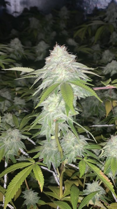 yellowing-leaves-top-and-bottom-help-3.jpeg