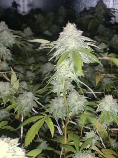 yellowing-leaves-top-and-bottom-help-4.jpeg