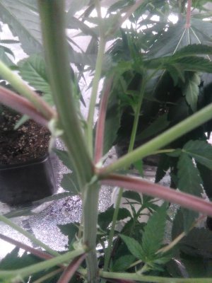 IMG_20201128_062303.jpg