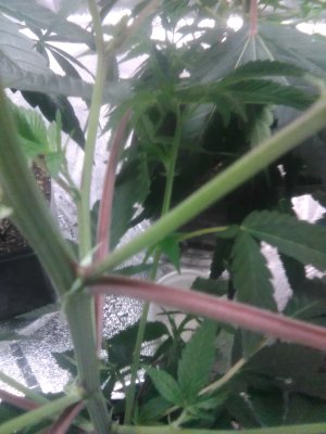 Question about flowering looking for?