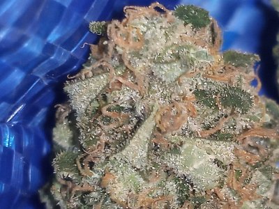 How The Hell Is Everyone? (Homie Check)
