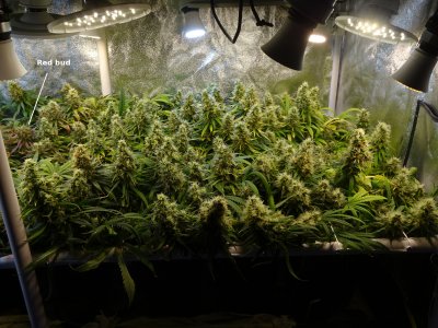Kellogg Patio-Plus soil; GrowMore Sea Grow fert; household LED lightbulbs; scrog