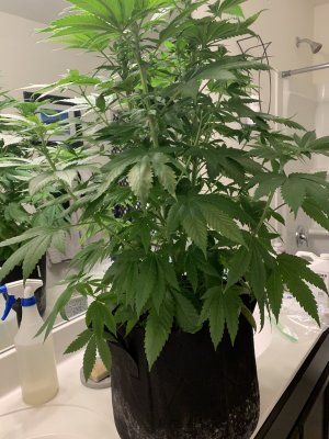 First time grower need help