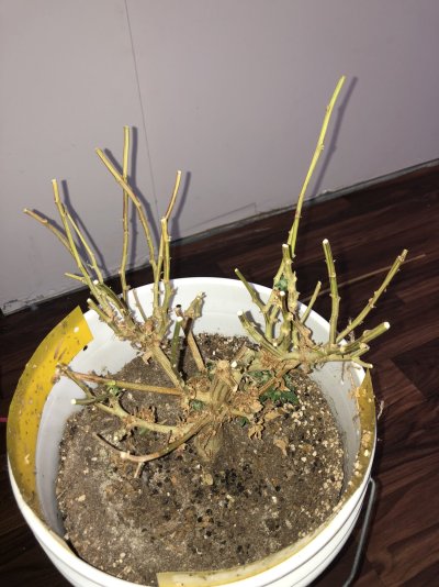 not-root-bound-in-5-gallon-pots-6.jpeg