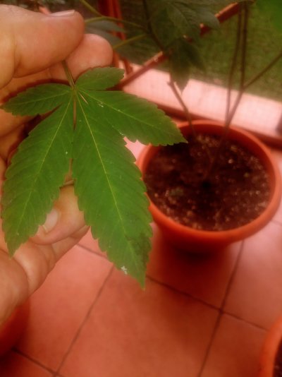Experienced Knowledge needed *PLEASE HELP