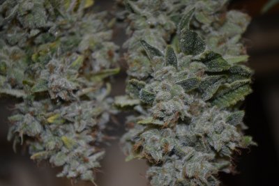 Let's See Your Frostiest Flowers