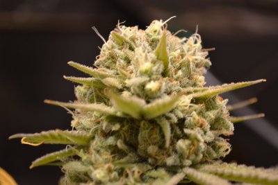Let's See Your Frostiest Flowers