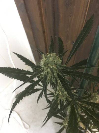 Amnesia Haze problem during flowering.