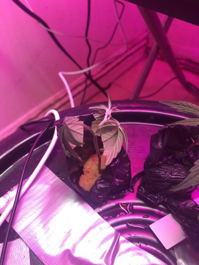 clones-are-wilting-and-dying-2.jpeg