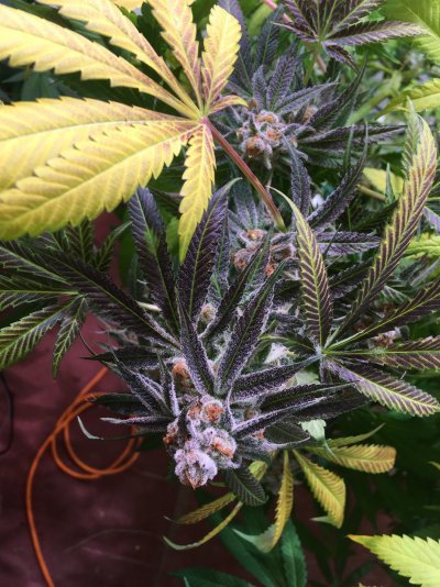 My Purple Punch when She is ready!