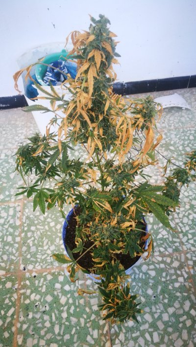 northern-lights-auto-harvest-time-2.jpg
