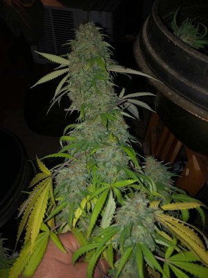 MK ULtra 8 weeks1-private.jpg
