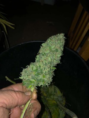 mk ultra 8 weeks 2-private.jpg