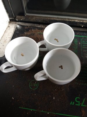 Captain's Log: Dispatches from Planet Milson