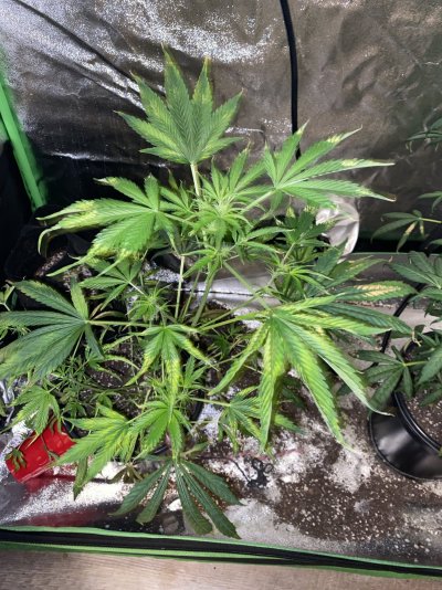 Please help not sure whats wrong!!