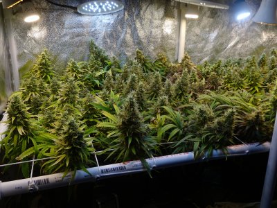 Kellogg Patio-Plus soil; GrowMore Sea Grow fert; household LED lightbulbs; scrog