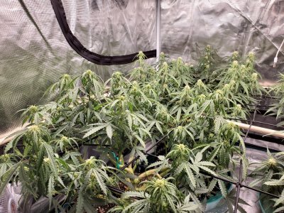 NEED HELP! Seedlings Curling and I Don’t Know Why????