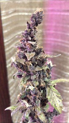 Day 77 .. harvest? or go full 85?