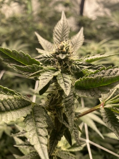 moneymakinevs 10x10 grow