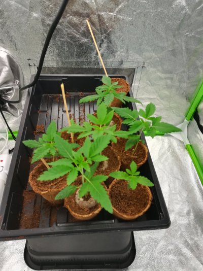 2nd-attempt-at-baggy-seeds-again-2.jpg