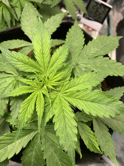 first-time-grow-in-coco-2.jpeg