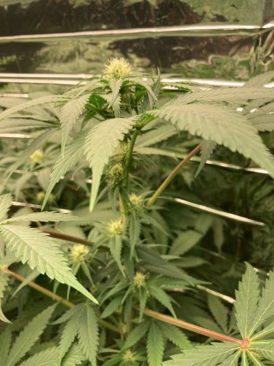 3rd day 4th week of flower