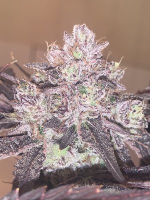 Cannarado grumpz. Teaser.  And more soon....