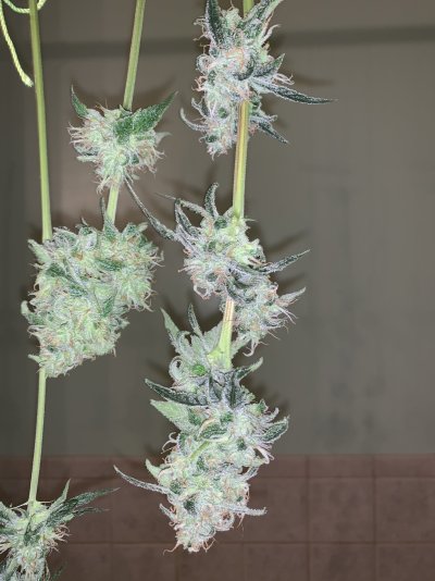 2nd-solo-grow-second-bigger-tent--roi-e720--build-and-grow-journal.jpg