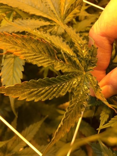 Weird shiny stuff on leaves and curling