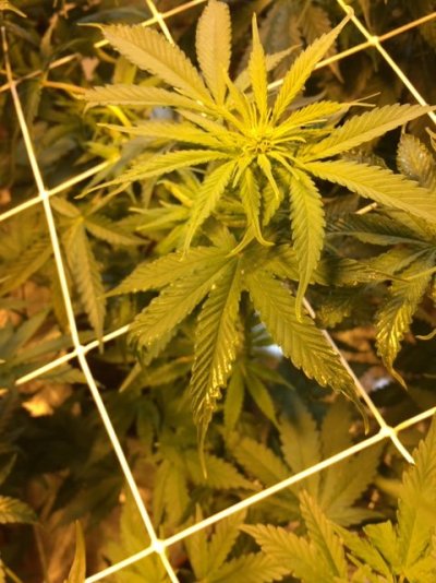 Weird shiny stuff on leaves and curling