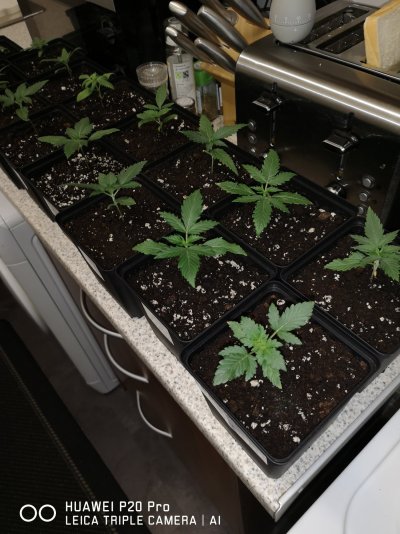 budds-grow-thread--the-garden.jpg