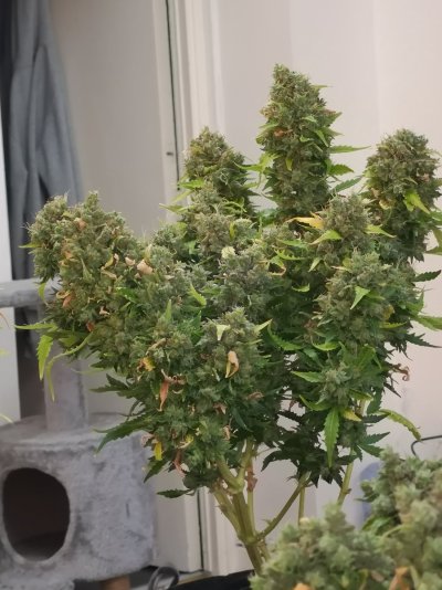 budds-grow-thread--the-garden-4.jpg