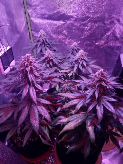 pineapple-chunk---first-grow-8.jpg