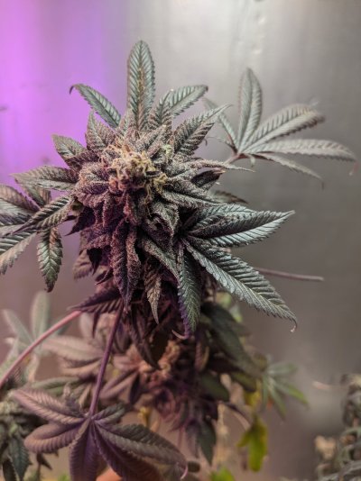 blissful-wizard-og-deathststar--captains-cookies-10.jpg