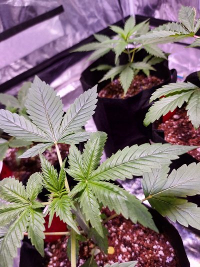 Newbiee Grower