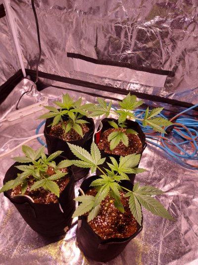 Newbiee Grower