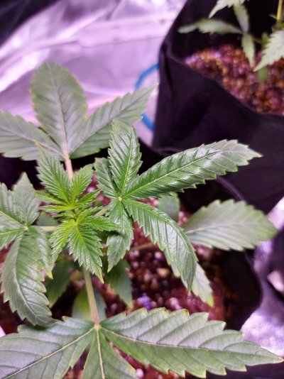 Newbiee Grower