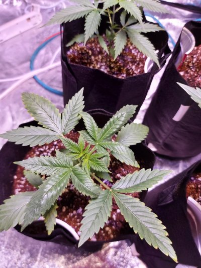Newbiee Grower