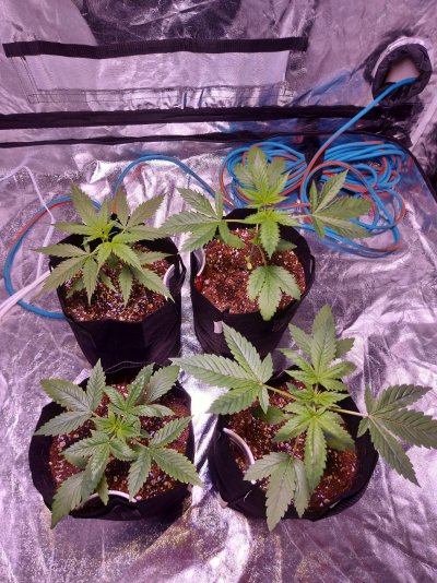 Newbiee Grower