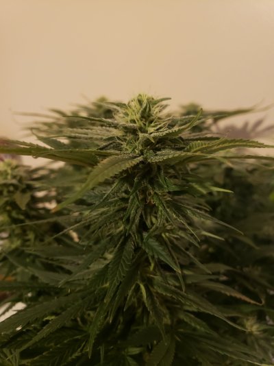 plant-struggling-to-keep-up-in-flower-4.jpg