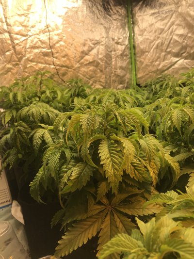 major-curling-claws-on-a-range-of-plants-8.jpeg