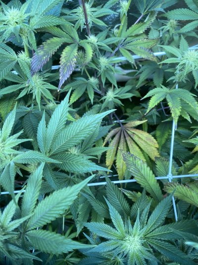 3rd-week-of-flowering-mid-top-fading-8.jpeg