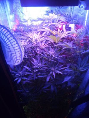 IMG_20201215_202807.jpg